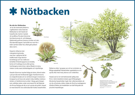 Informationsskylt om Nötbacken med illustrationer på växter