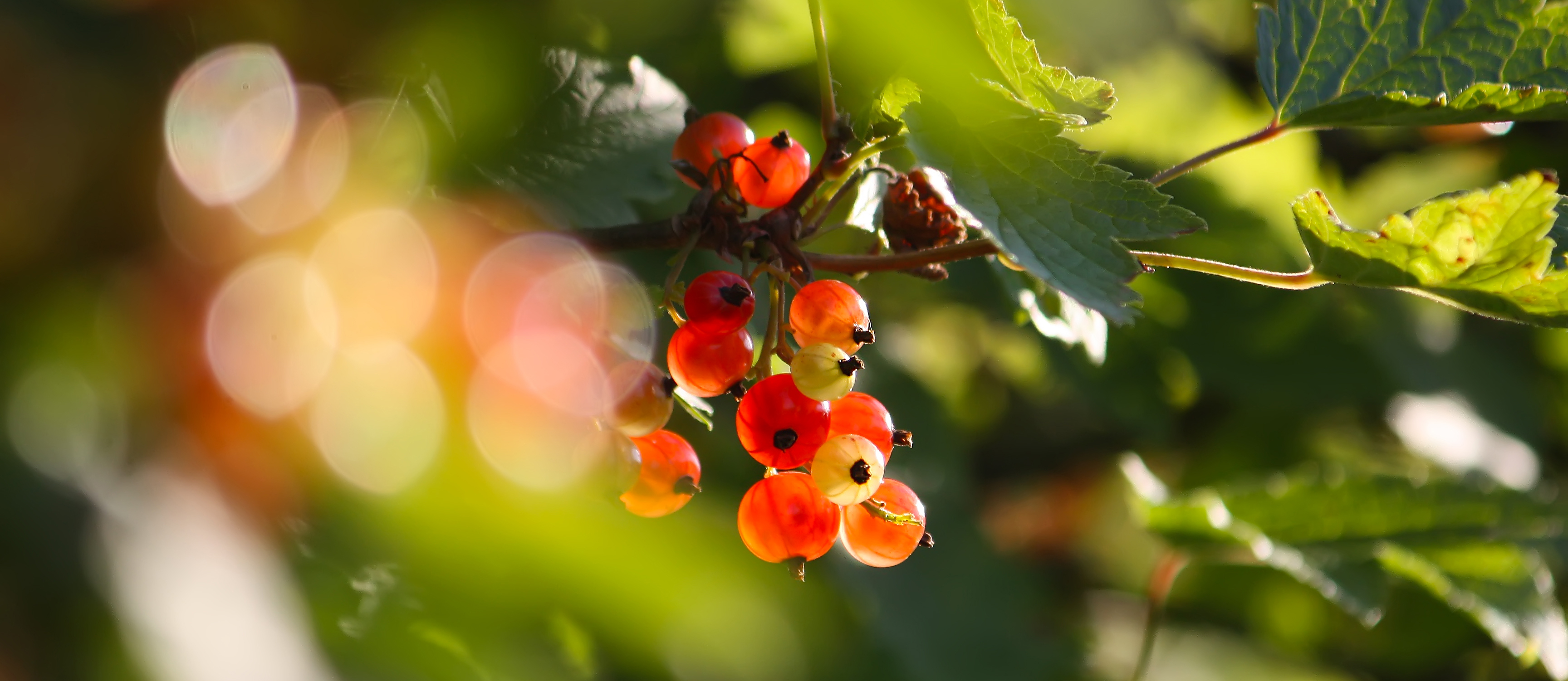 Vinbärsbuske. Foto: Mostphotos