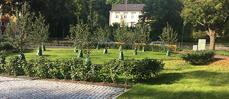 Gräsmatta och buskar i Stamgårdsparken